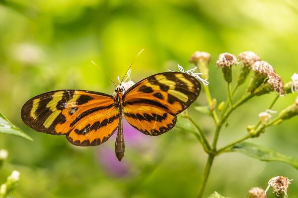 Caribbean-Trinidad-Asa Wright Nature Center Butterfly feeding